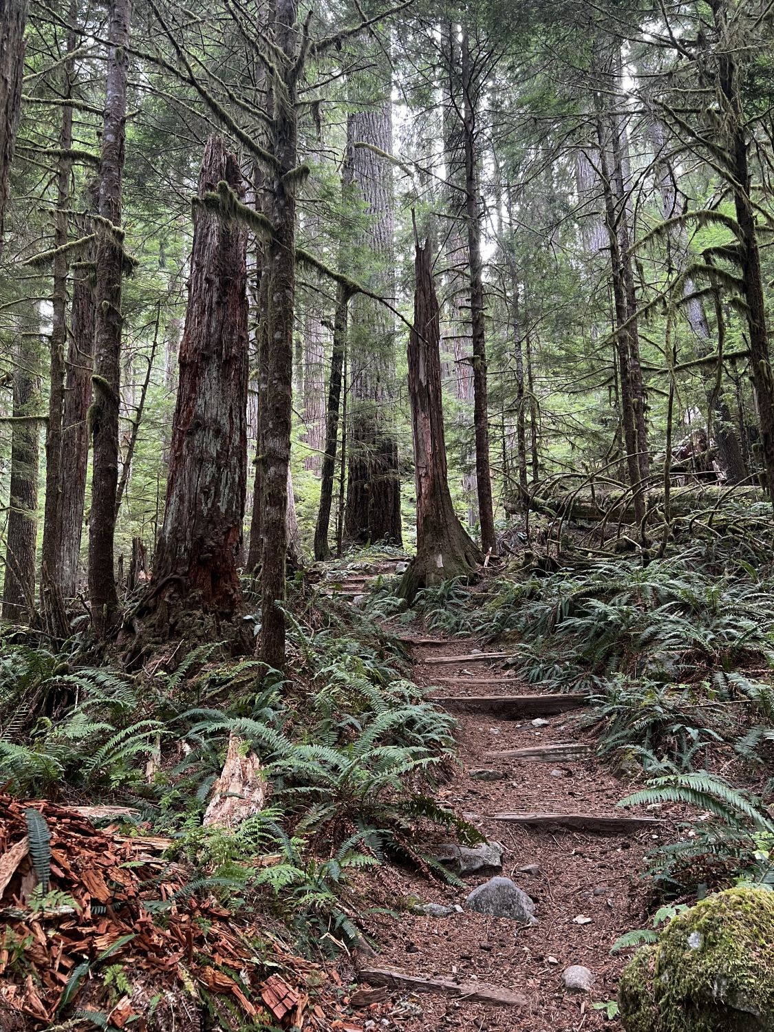 Mount Rainier NP 